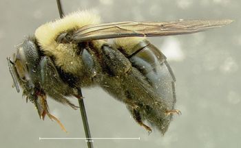 Media type: image;   Entomology 610038 Aspect: habitus lateral view